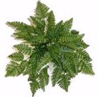 Leather Leaf Fern - Click to Go Back